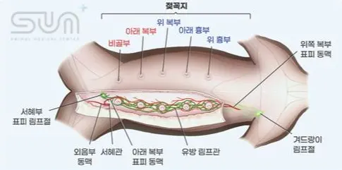 11살 강아지 유선종양 전체적출, 중성화 수술, 서혜부 탈장 수술했어요