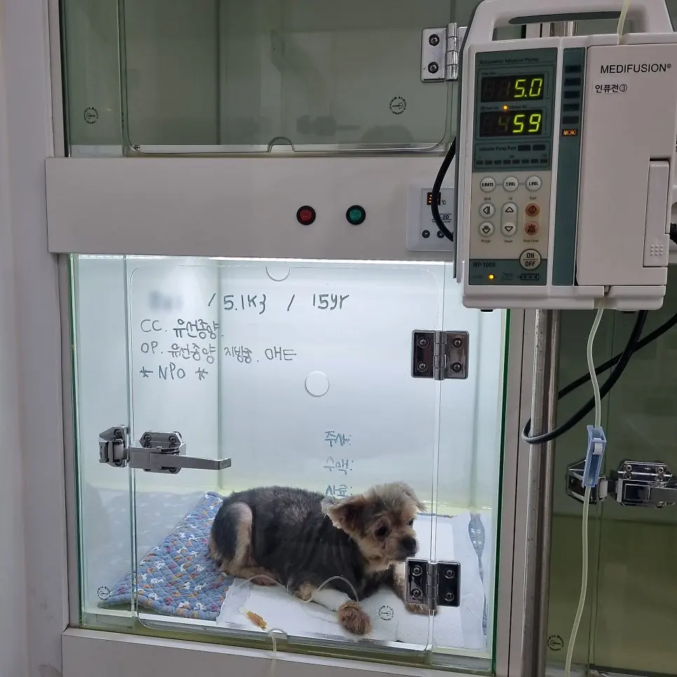 15살 강아지 유선종양 전체 적출 수술, 중성화 수술, 옆구리 지방종 제거 수술했어요
