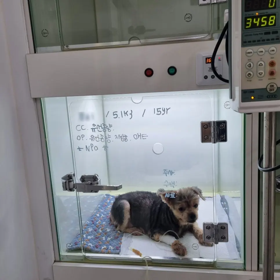 15살 강아지 유선종양 전체 적출 수술, 중성화 수술, 옆구리 지방종 제거 수술했어요