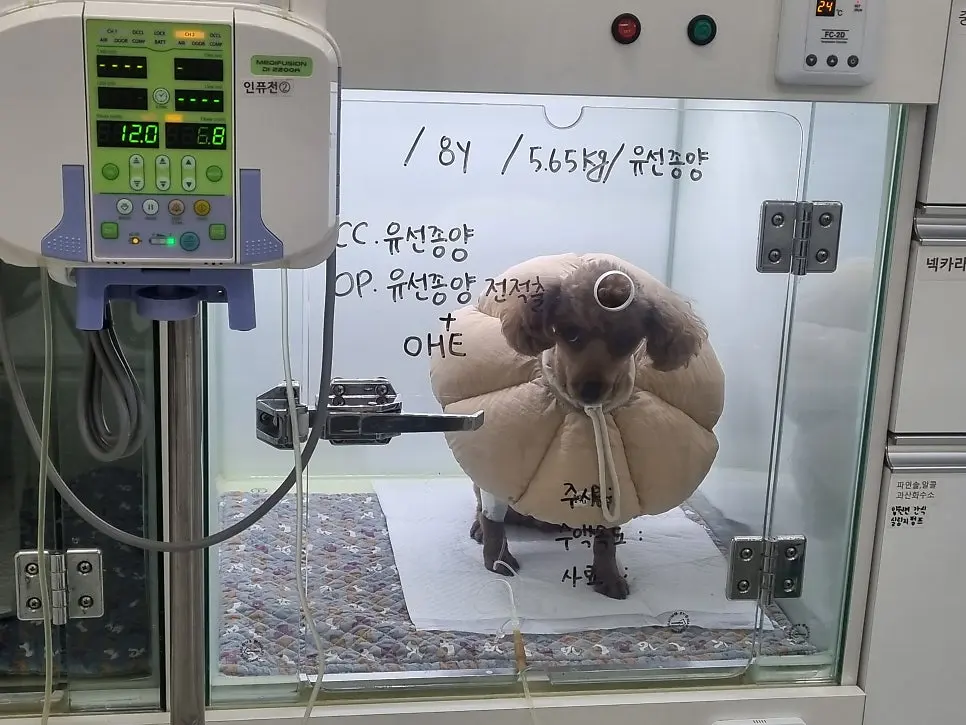 8살 강아지 유선 전체 적출 수술, 중성화 수술, 목뒤 종괴 제거 수술했어요