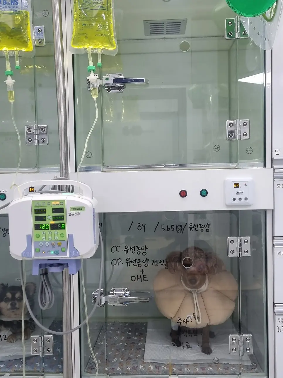 8살 강아지 유선 전체 적출 수술, 중성화 수술, 목뒤 종괴 제거 수술했어요