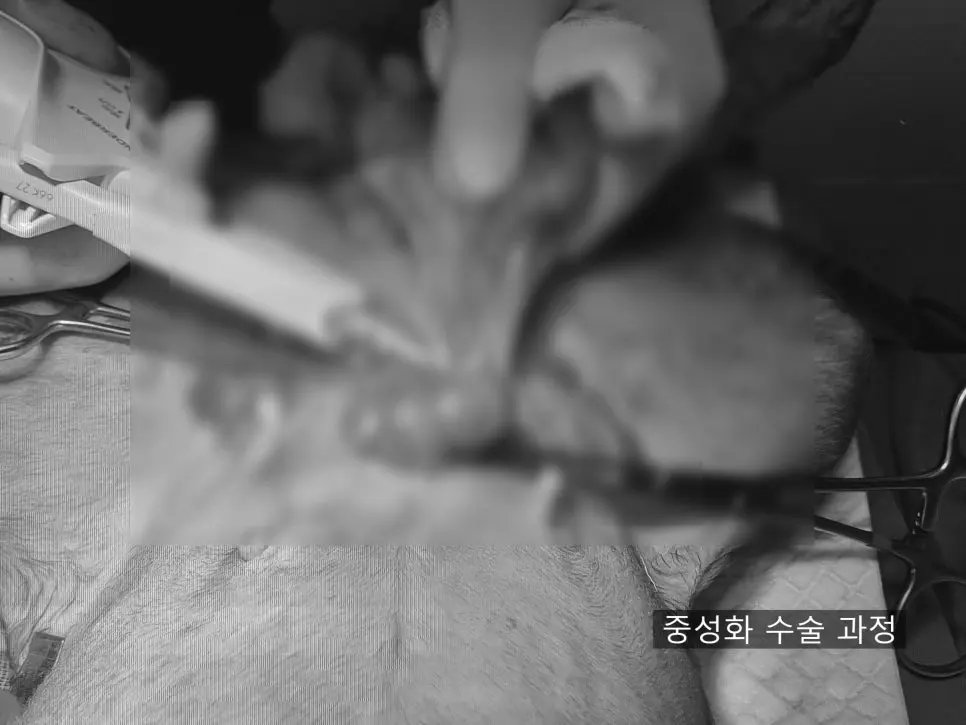 8살 강아지 유선 전체 적출 수술, 중성화 수술, 목뒤 종괴 제거 수술했어요