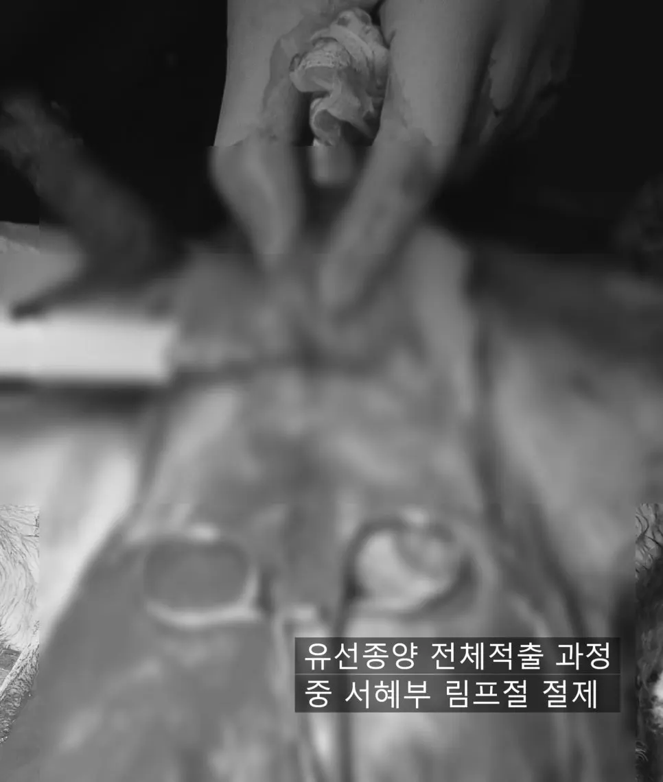 8살 강아지 유선 전체 적출 수술, 중성화 수술, 목뒤 종괴 제거 수술했어요