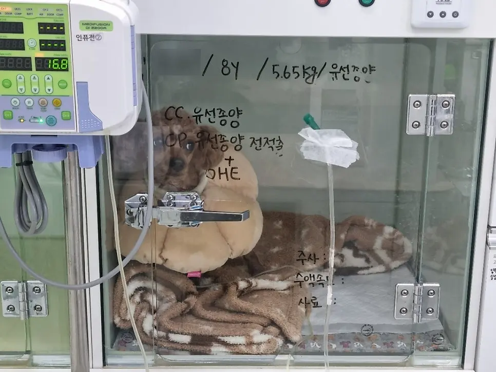 8살 강아지 유선 전체 적출 수술, 중성화 수술, 목뒤 종괴 제거 수술했어요