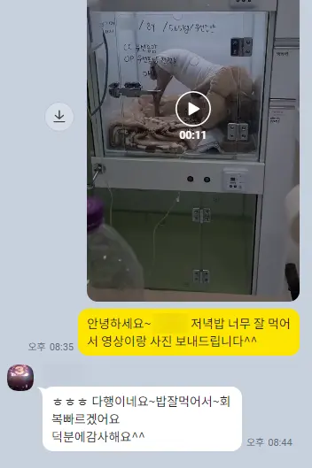 8살 강아지 유선 전체 적출 수술, 중성화 수술, 목뒤 종괴 제거 수술했어요