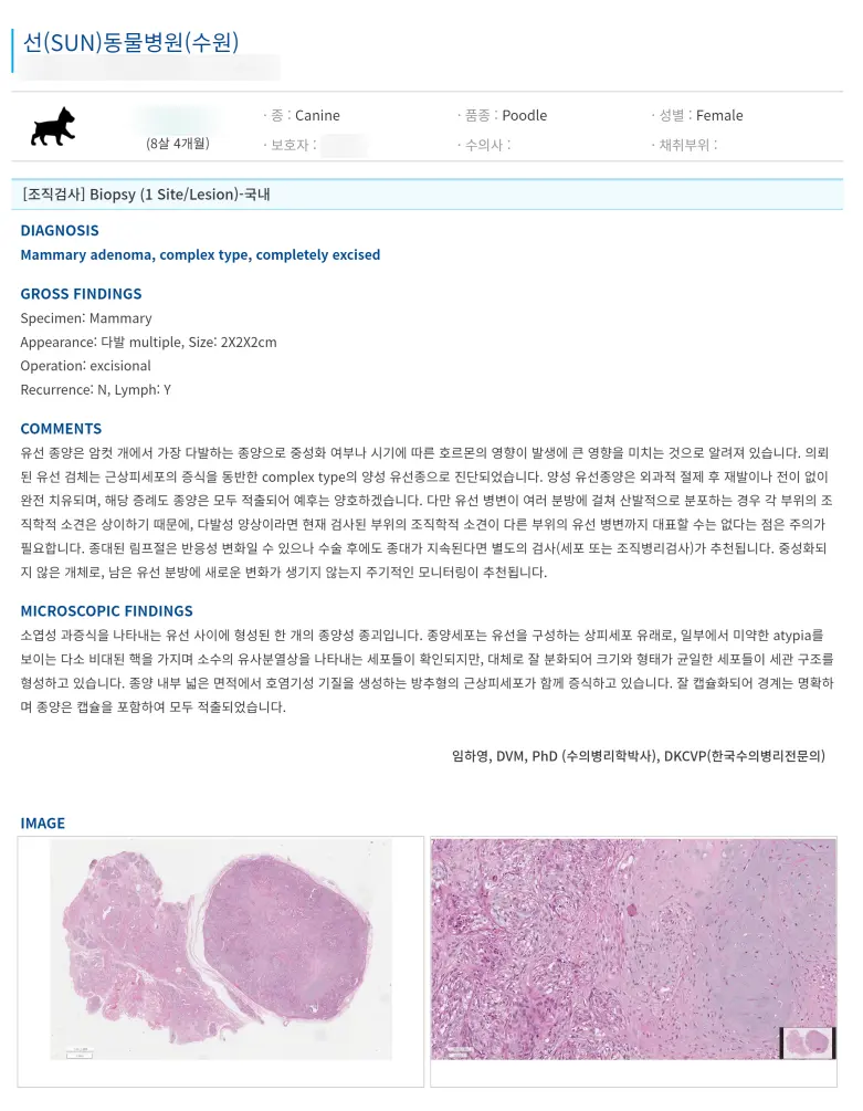8살 강아지 유선 전체 적출 수술, 중성화 수술, 목뒤 종괴 제거 수술했어요