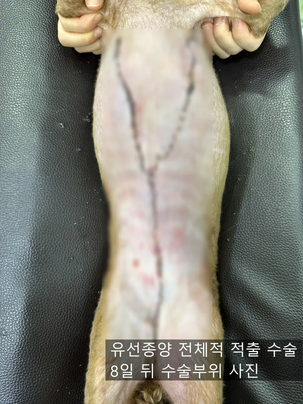 8살 강아지 유선 전체 적출 수술, 중성화 수술, 목뒤 종괴 제거 수술했어요