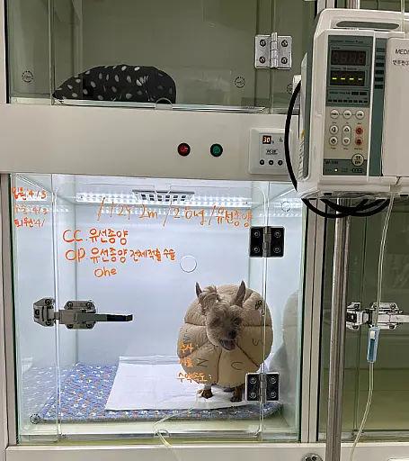 12살 강아지 유선종양 전체 적출 수술, 중성화, 스케일링했어요