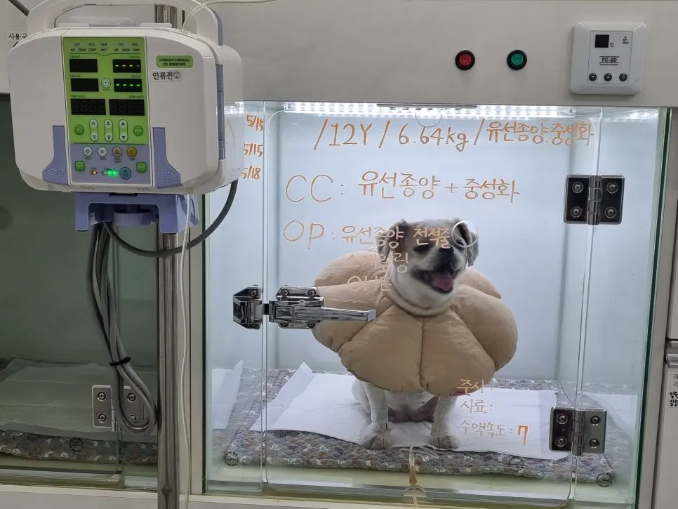 12살 강아지 유선 종양 전체 적출,중성화 수술,스케일링 했어요 (두 번째 사례)