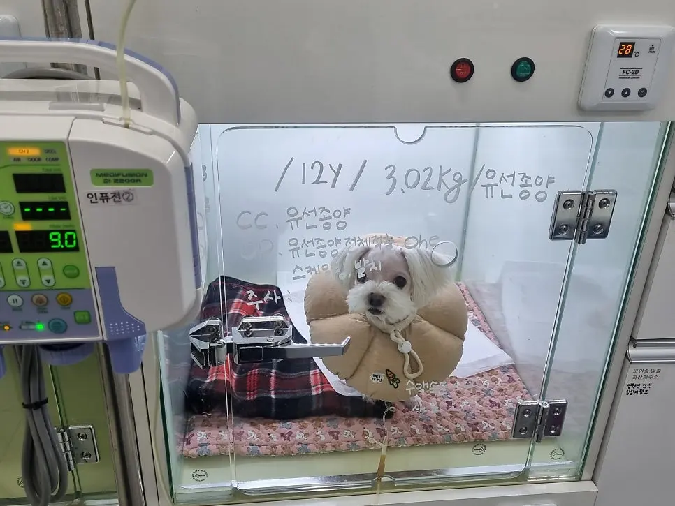 12살 강아지 유선종양 전체 적출 수술, 중성화 수술, 스케일링했어요