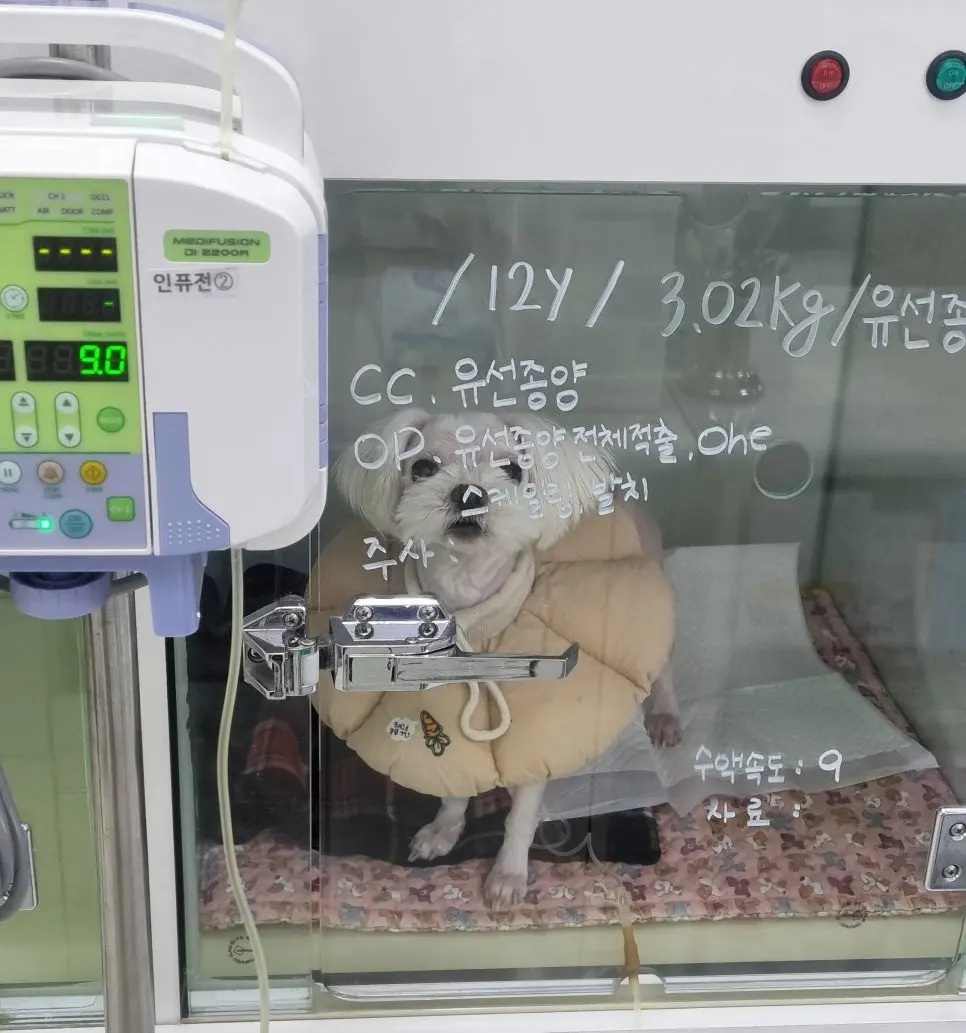 12살 강아지 유선종양 전체 적출 수술, 중성화 수술, 스케일링했어요