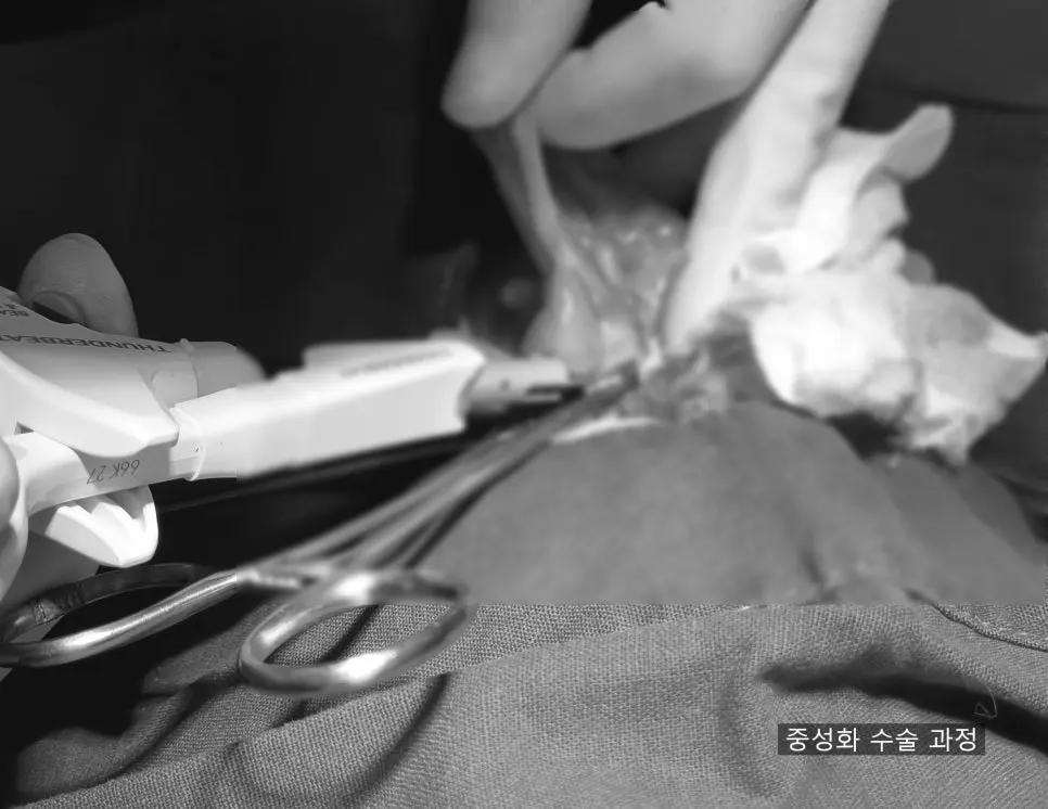 12살 강아지 유선종양 전체 적출 수술, 중성화 수술, 스케일링했어요