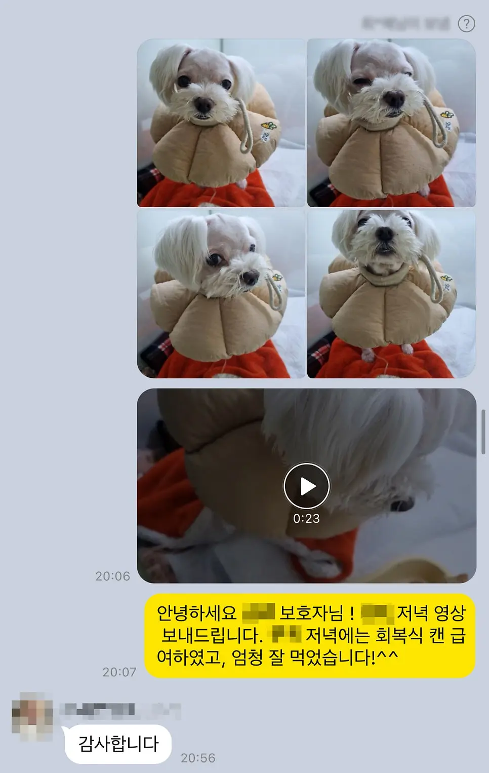 12살 강아지 유선종양 전체 적출 수술, 중성화 수술, 스케일링했어요