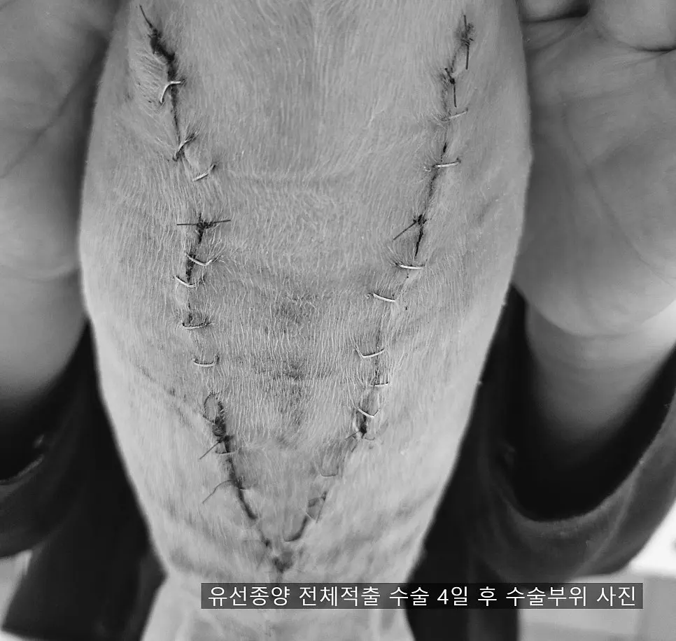 12살 강아지 유선종양 전체 적출 수술, 중성화 수술, 스케일링했어요