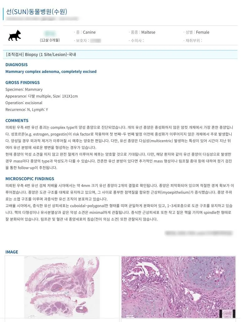 12살 강아지 유선종양 전체 적출 수술, 중성화 수술, 스케일링했어요
