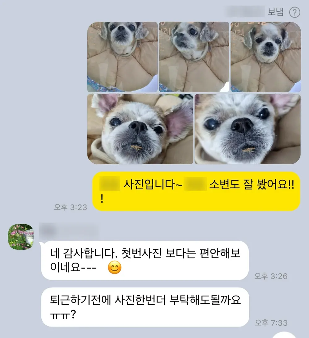 12살 강아지 유선 종양 전체 적출,중성화 수술,스케일링 했어요