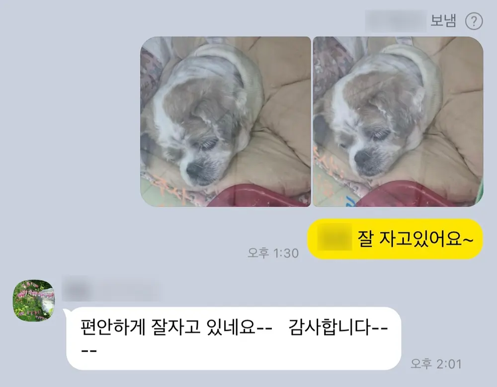 12살 강아지 유선 종양 전체 적출,중성화 수술,스케일링 했어요