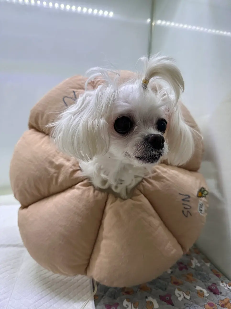12살 강아지 유선종양 전체 적출, 중성화 수술, 비장 적출 수술했어요.