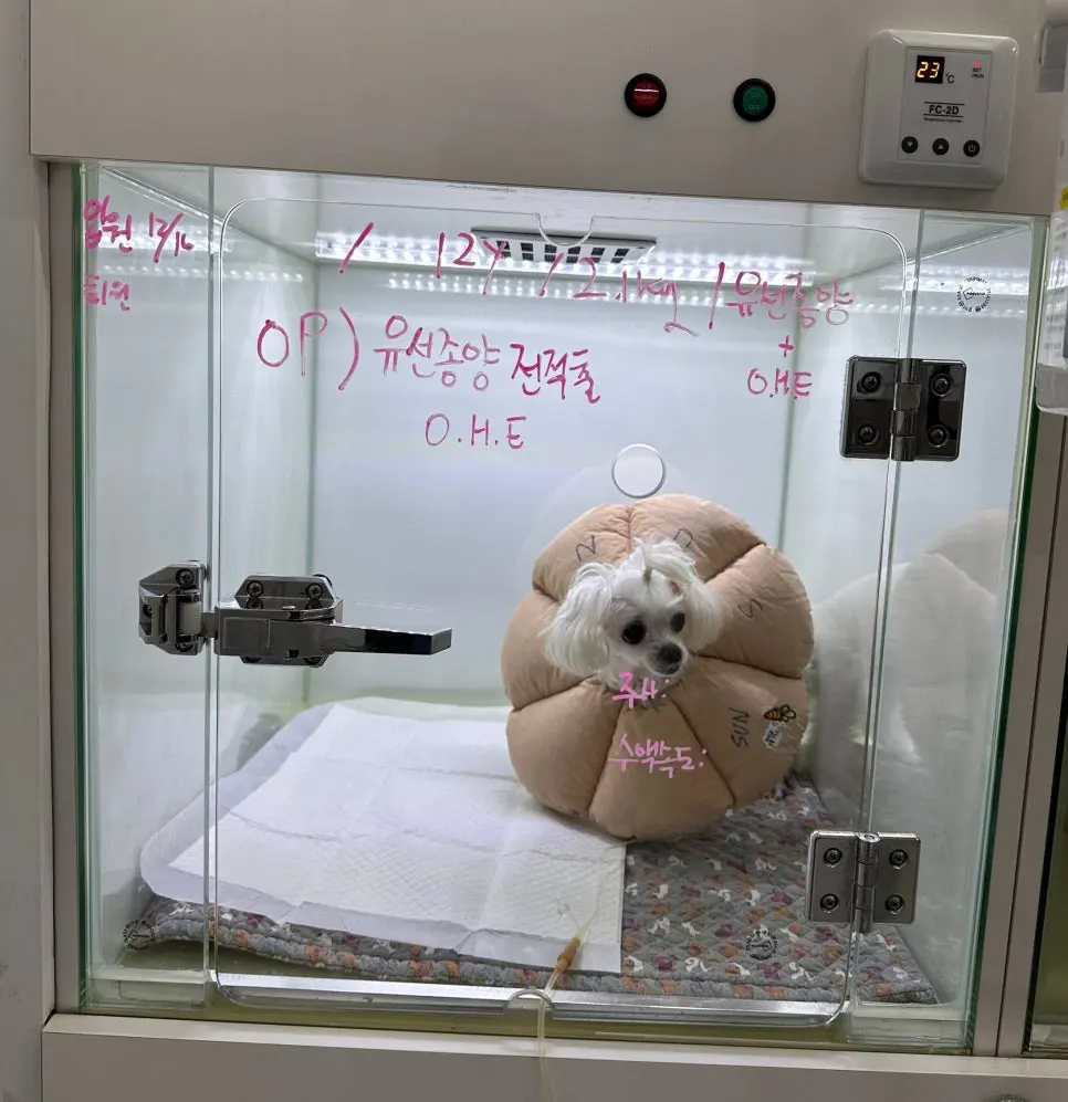 12살 강아지 유선종양 전체 적출, 중성화 수술, 비장 적출 수술했어요.
