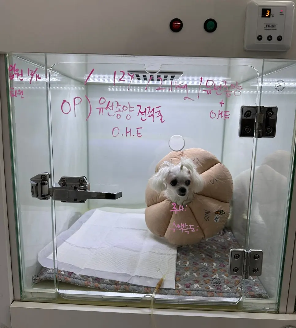 12살 강아지 유선종양 전체 적출, 중성화 수술, 비장 적출 수술했어요.
