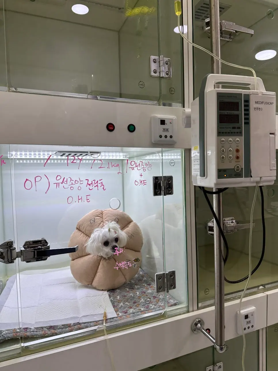 12살 강아지 유선종양 전체 적출, 중성화 수술, 비장 적출 수술했어요.