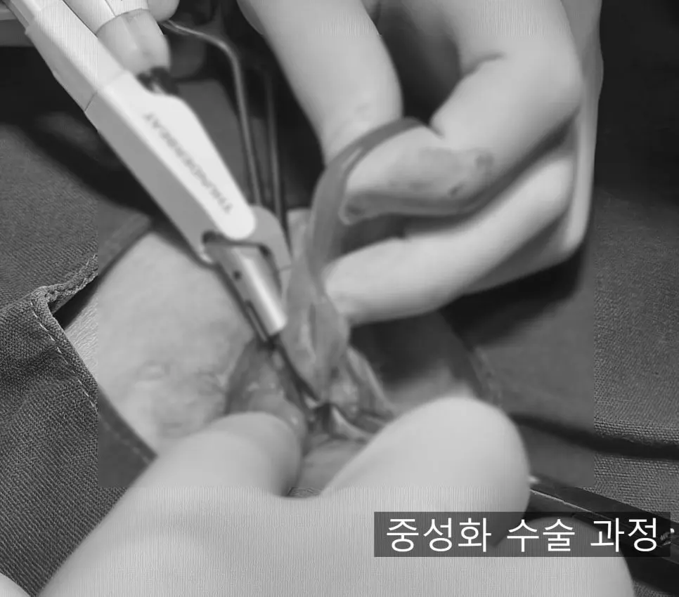 12살 강아지 유선종양 전체 적출, 중성화 수술, 비장 적출 수술했어요.