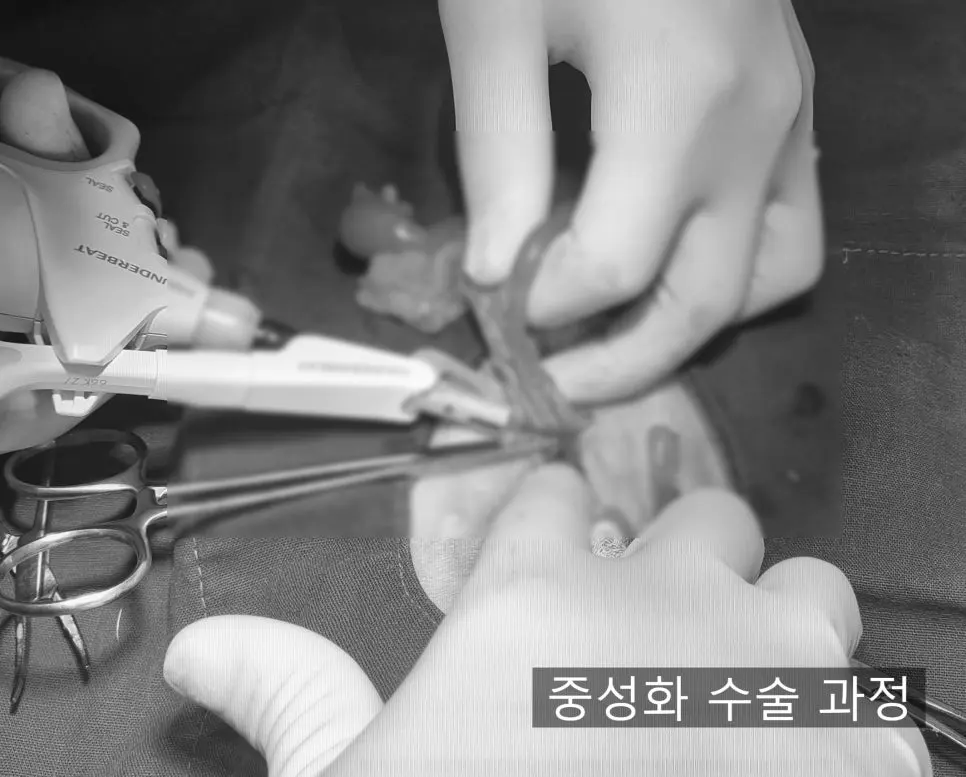 12살 강아지 유선종양 전체 적출, 중성화 수술, 비장 적출 수술했어요.