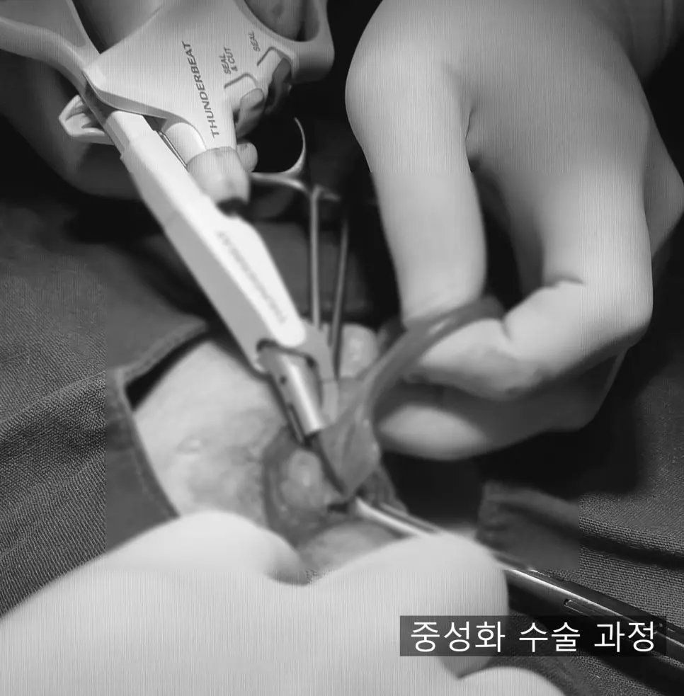 12살 강아지 유선종양 전체 적출, 중성화 수술, 비장 적출 수술했어요.