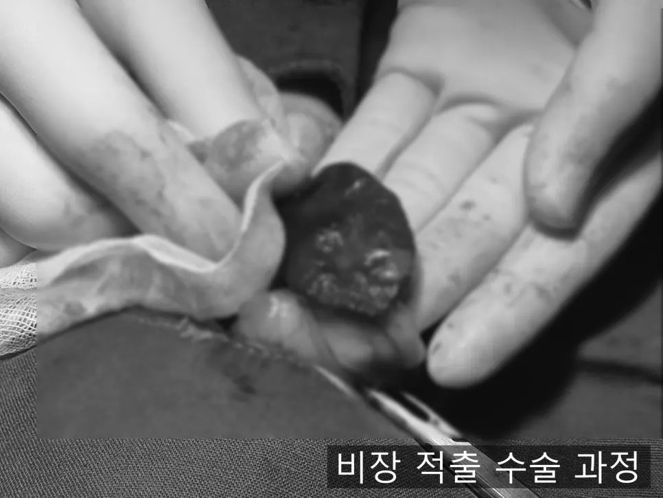 12살 강아지 유선종양 전체 적출, 중성화 수술, 비장 적출 수술했어요.