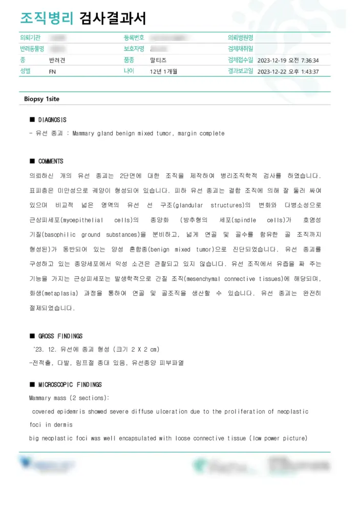 12살 강아지 유선종양 전체 적출, 중성화 수술, 비장 적출 수술했어요.