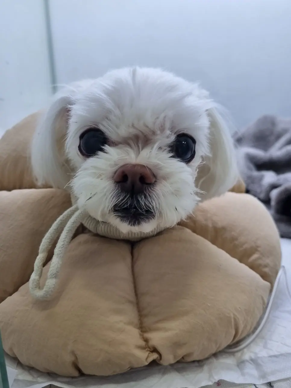 14살 강아지 유선종양 부분 적출, 중성화 수술했어요