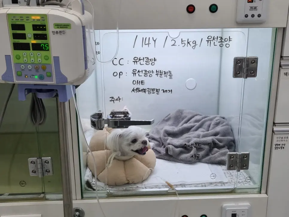 14살 강아지 유선종양 부분 적출, 중성화 수술했어요