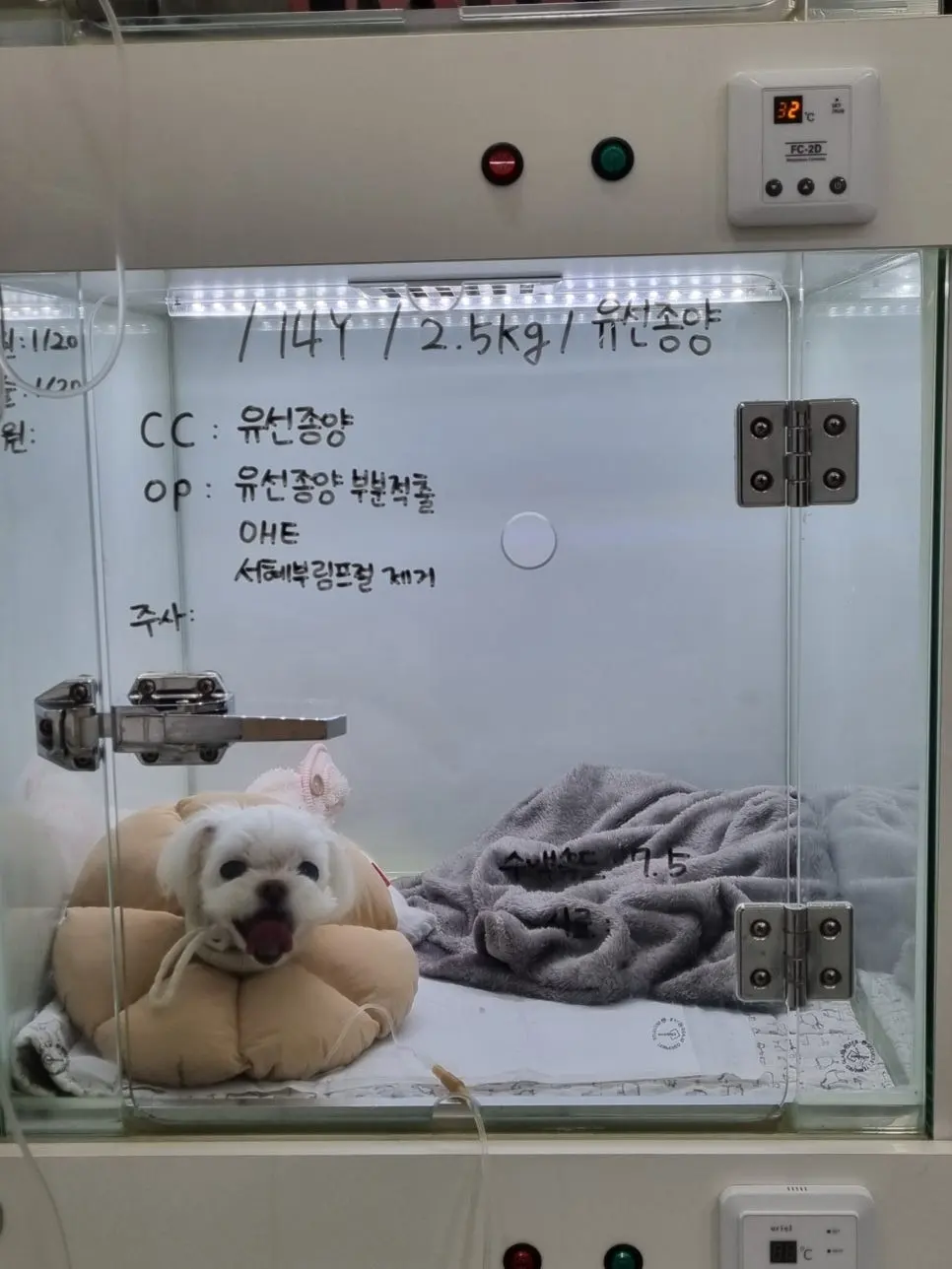 14살 강아지 유선종양 부분 적출, 중성화 수술했어요