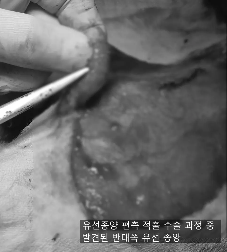 14살 강아지 유선종양 부분 적출, 중성화 수술했어요