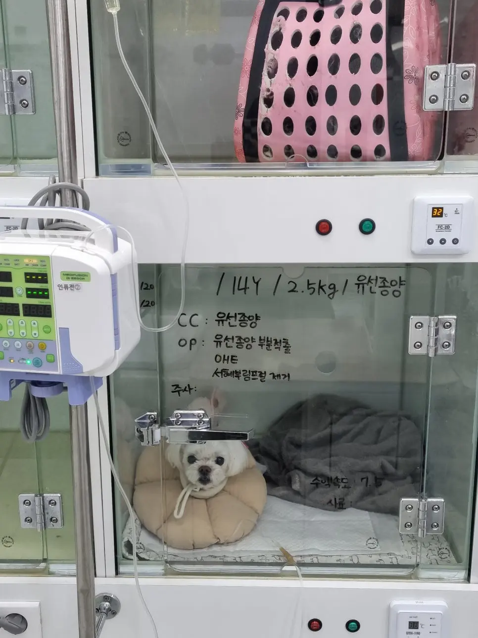 14살 강아지 유선종양 부분 적출, 중성화 수술했어요