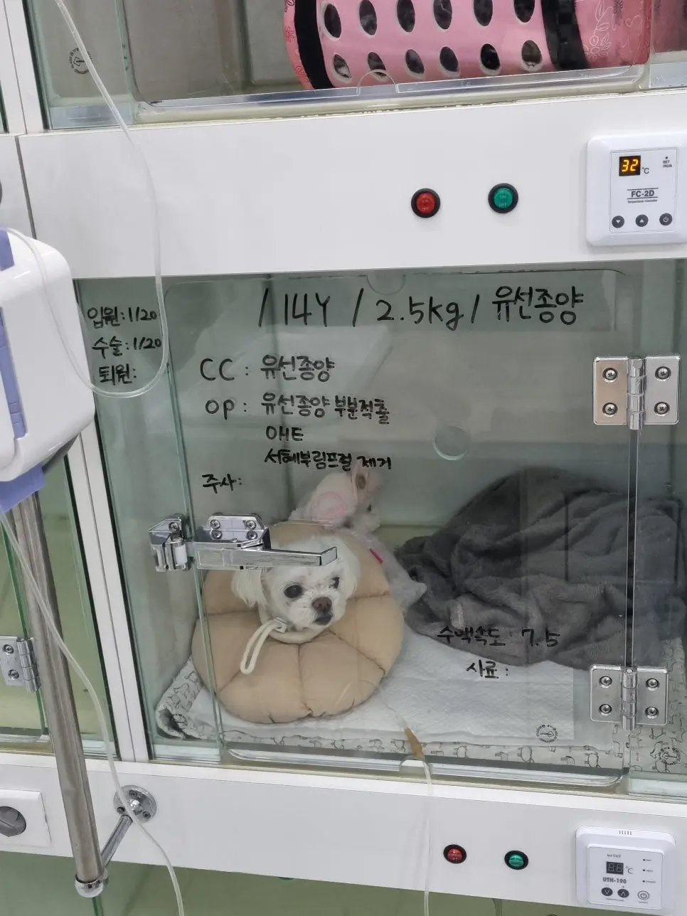 14살 강아지 유선종양 부분 적출, 중성화 수술했어요