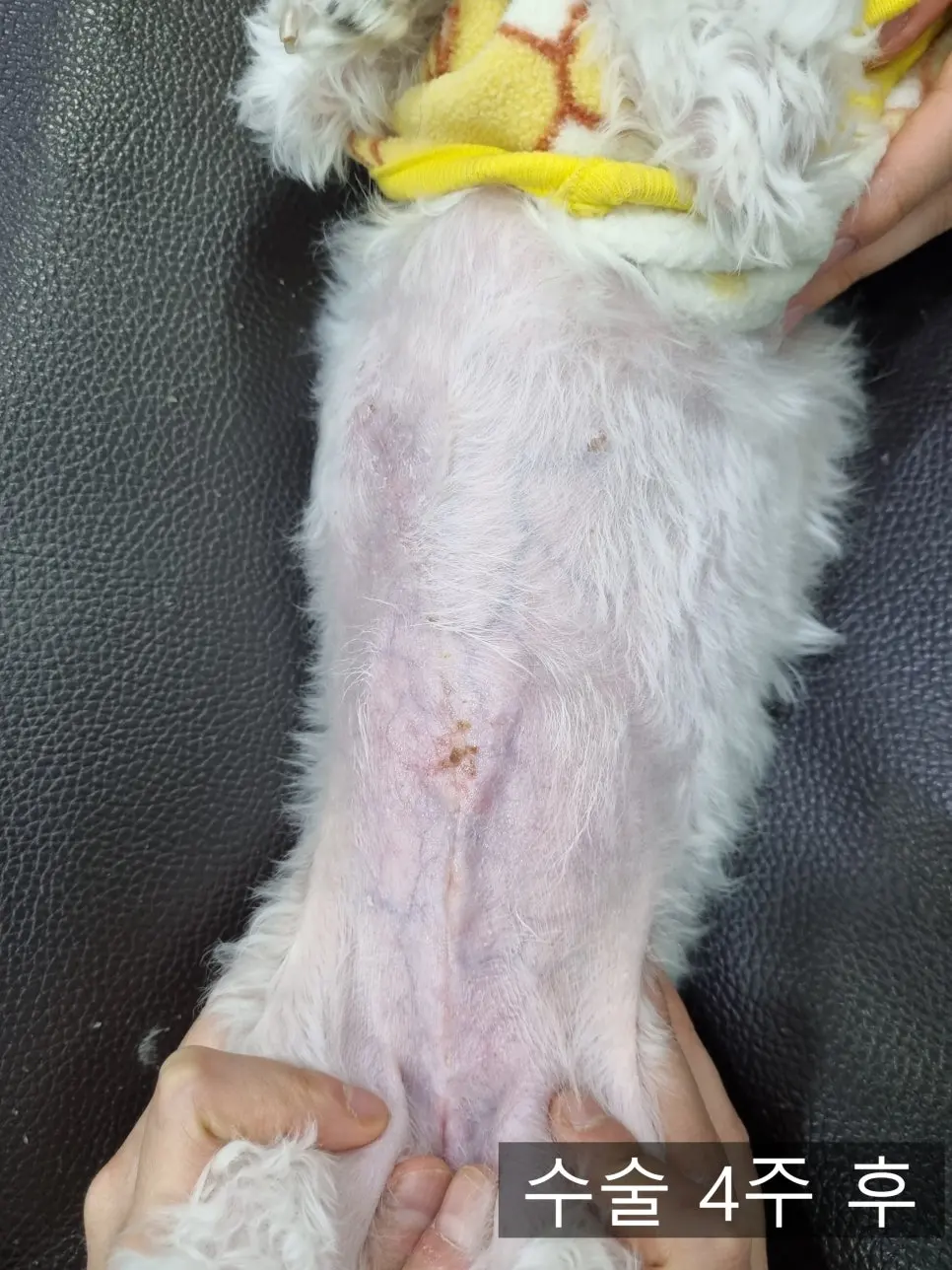 14살 강아지 유선종양 부분 적출, 중성화 수술했어요