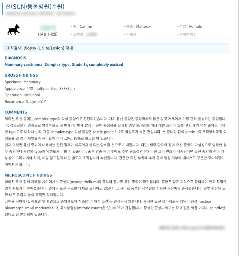 14살 강아지 유선종양 부분 적출, 중성화 수술했어요
