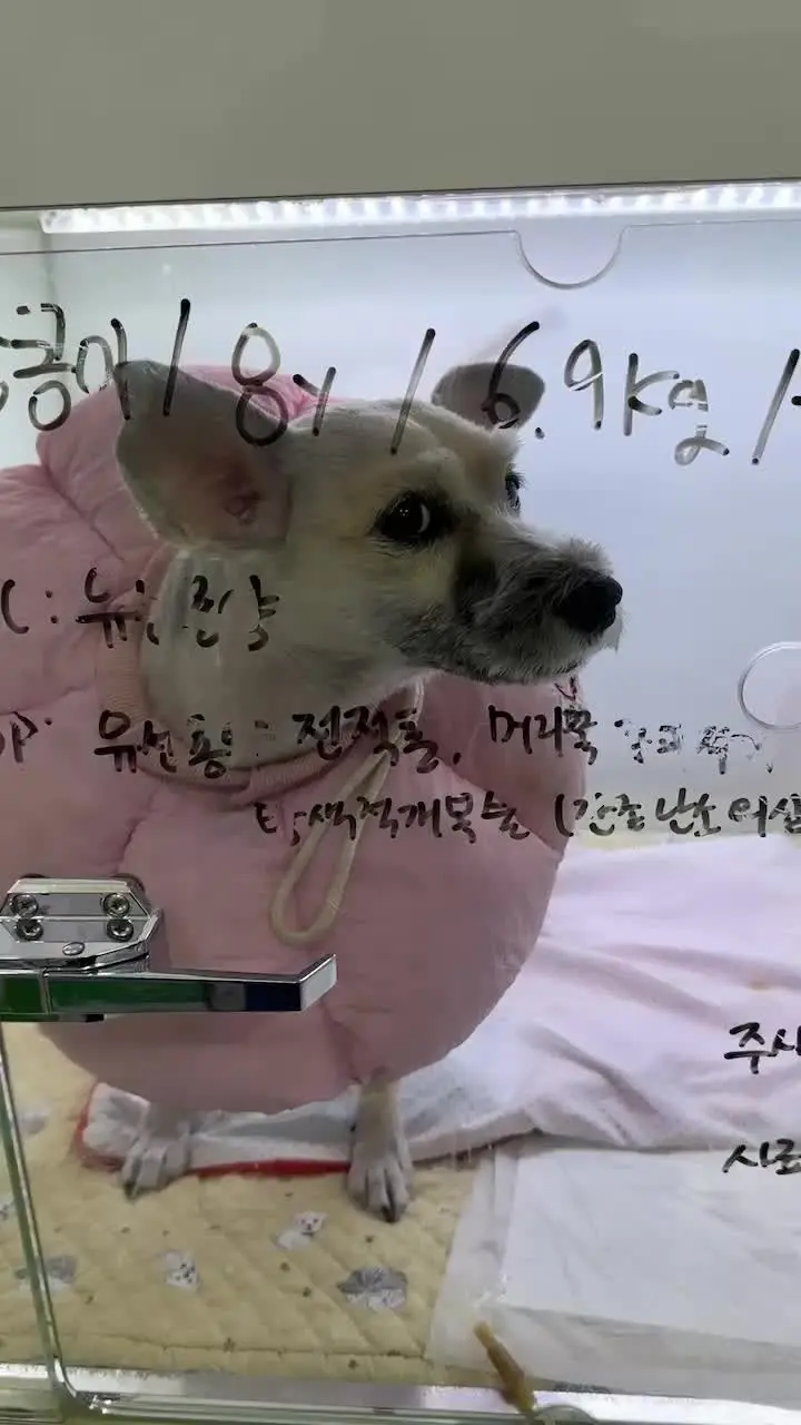 8살 강아지 잔존 난소 수술, 유선종양 수술했어요 영상