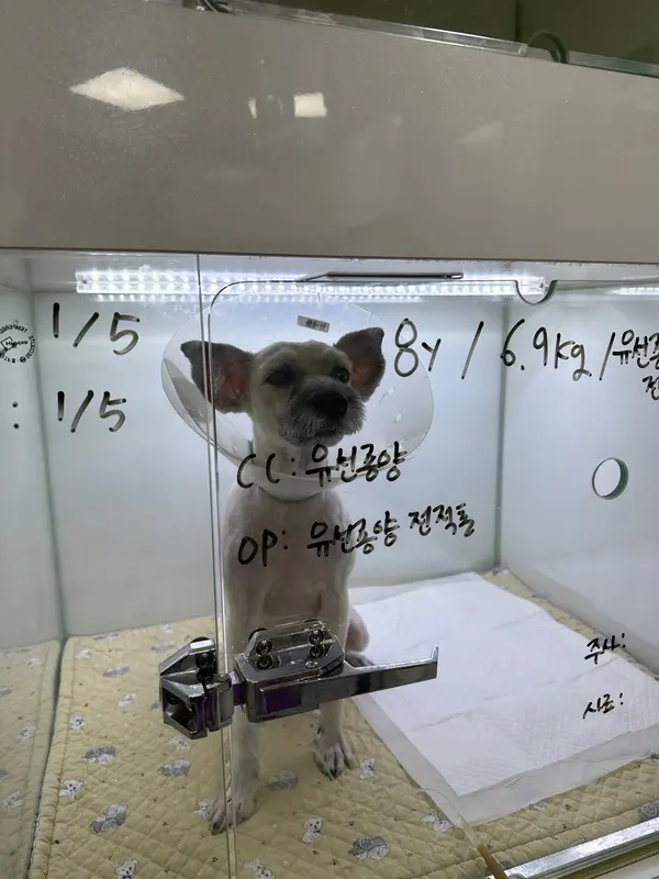 8살 강아지 잔존 난소 수술, 유선종양 수술했어요