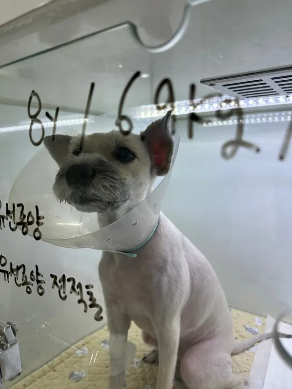 8살 강아지 잔존 난소 수술, 유선종양 수술했어요