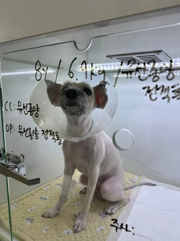 8살 강아지 잔존 난소 수술, 유선종양 수술했어요
