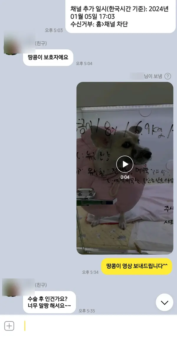 8살 강아지 잔존 난소 수술, 유선종양 수술했어요