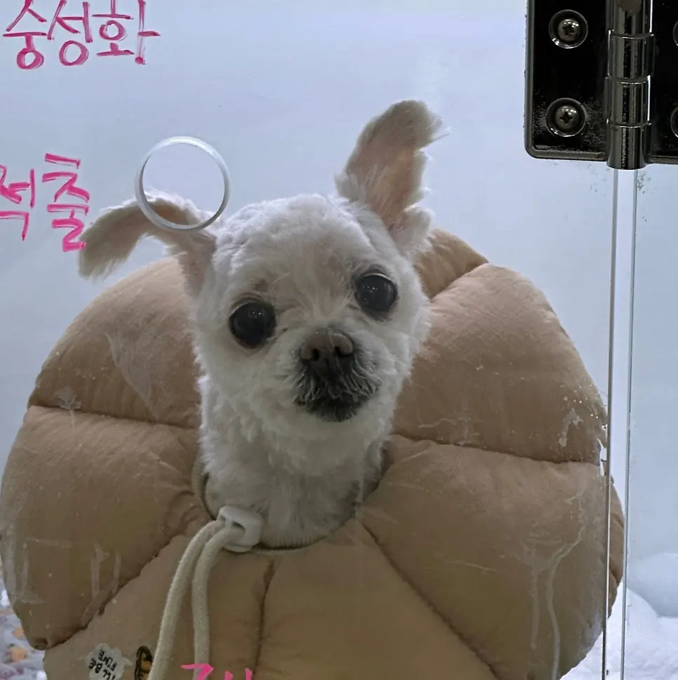 13살 강아지 유선종양 전체 적출 수술, 피부 종괴 제거 수술, 외음부 종괴 제거 수술했어요