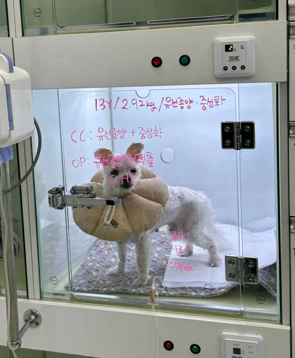 13살 강아지 유선종양 전체 적출 수술, 피부 종괴 제거 수술, 외음부 종괴 제거 수술했어요