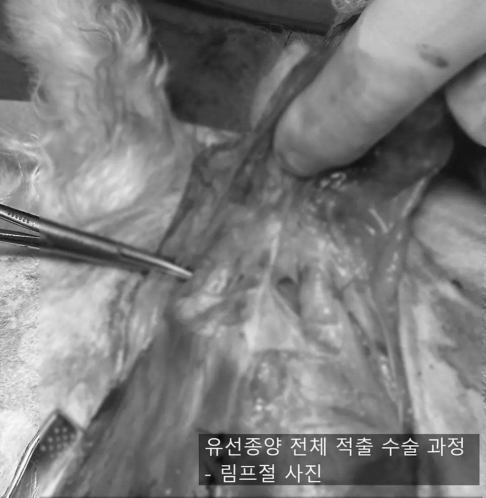 13살 강아지 유선종양 전체 적출 수술, 피부 종괴 제거 수술, 외음부 종괴 제거 수술했어요