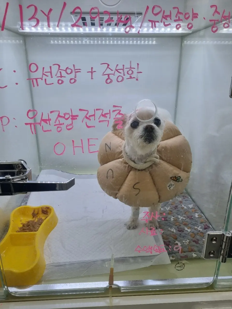 13살 강아지 유선종양 전체 적출 수술, 피부 종괴 제거 수술, 외음부 종괴 제거 수술했어요