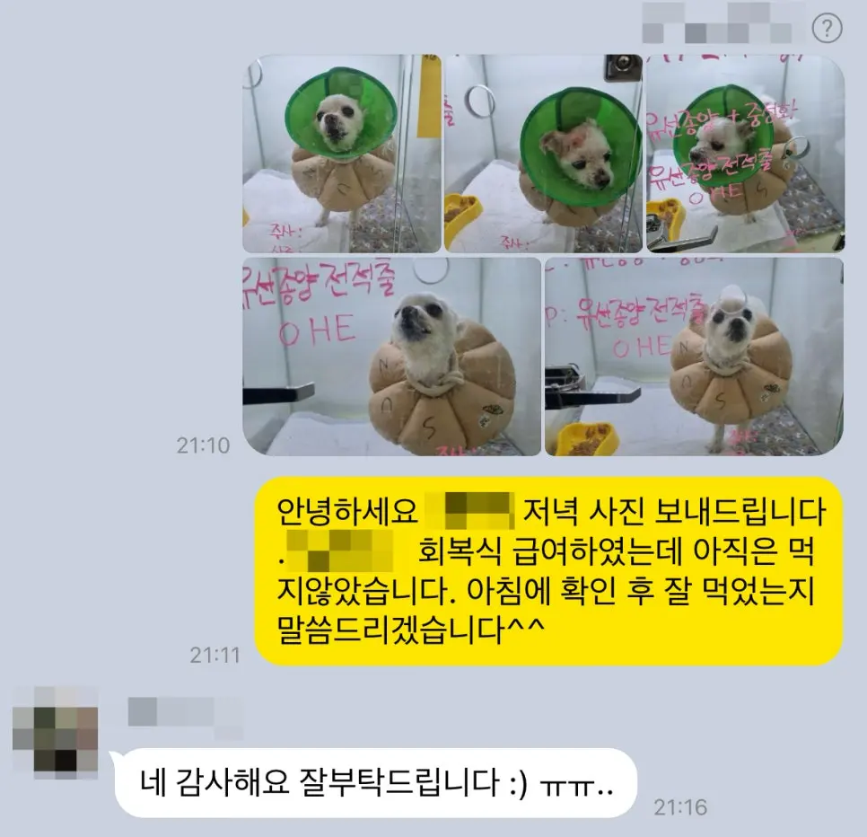 13살 강아지 유선종양 전체 적출 수술, 피부 종괴 제거 수술, 외음부 종괴 제거 수술했어요