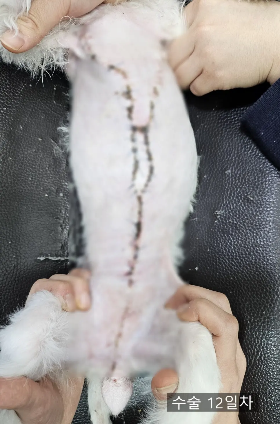 13살 강아지 유선종양 전체 적출 수술, 피부 종괴 제거 수술, 외음부 종괴 제거 수술했어요