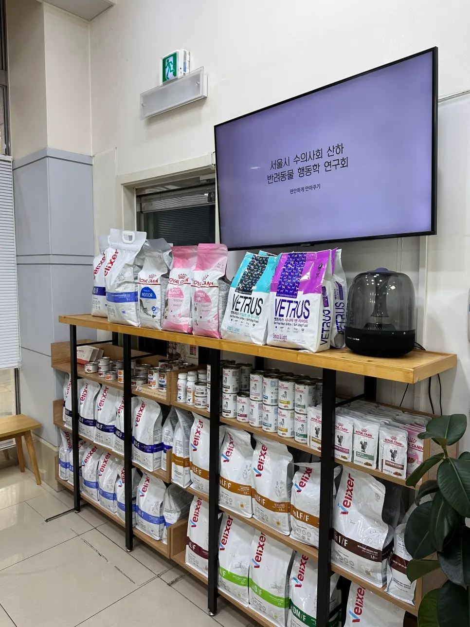 13살 강아지 유선종양 전체 적출 수술, 피부 종괴 제거 수술, 외음부 종괴 제거 수술했어요